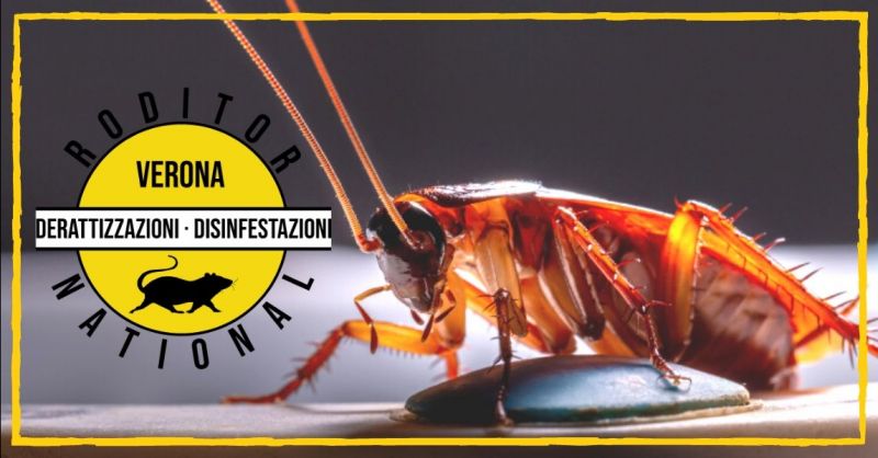 Promozione Servizio Di Deblattizzazione Mantova - Offerta ...