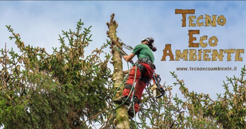 potatura e abbattimento piante in tree climbing