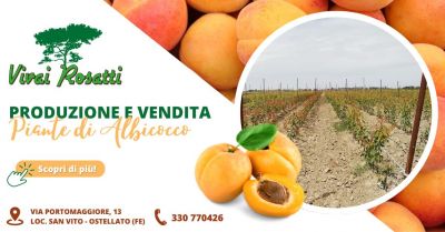 produzione e vendita piante di albicocco emilia romagna