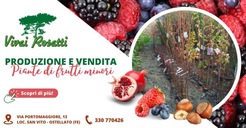 Piante di piccoli frutti produzione e vendita Emilia Romagna