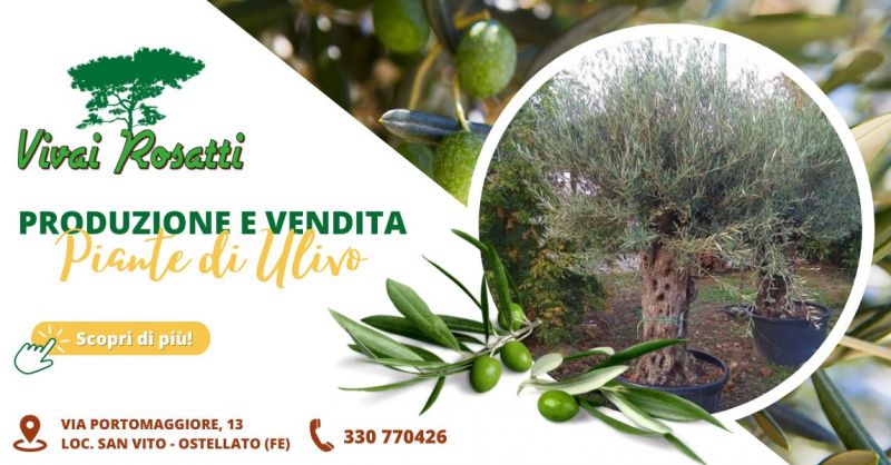 Vendita e produzione migliori varieta di piante di Olivo Emilia Romagna