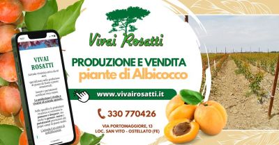 produzione e fornitura piante albicocco