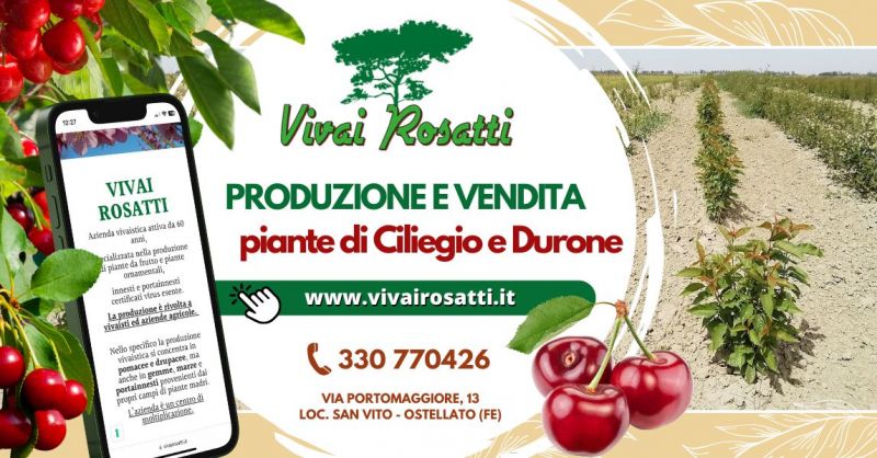 Acquisto varieta piante di ciliegio in Italia