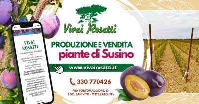 produzione di piante di susino