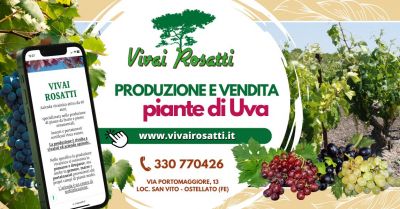 produzione e fornitura piante di uva da vino e tavola