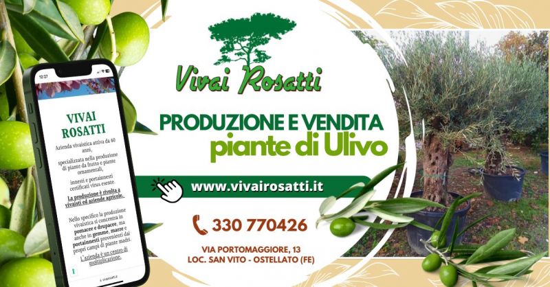 Dove acquistare piante di ulivo di qualita