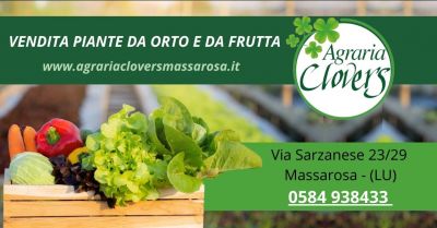 vendita piante da orto e giardino azienda agraria