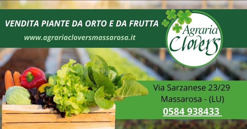 vendita piante da orto e giardino azienda agraria