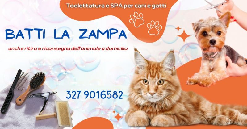 toelettatura professionale per cani e gatti a chi rivolgersi in Versilia