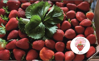 compra fragola camarosa di pizzo