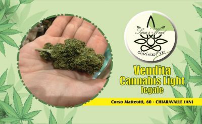 negozio di cannabis light legale