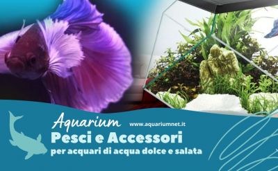 pesci e accessori per acquari di acqua dolce e salata corridonia