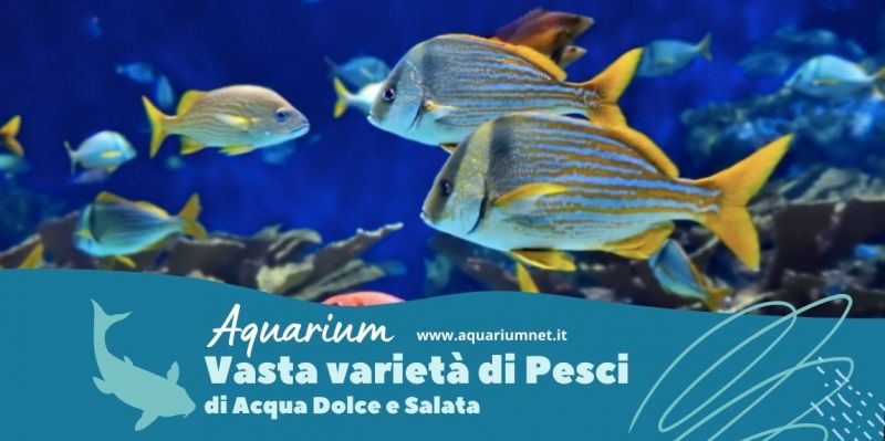 vendita pesci di acqua dolce e salata a corridonia