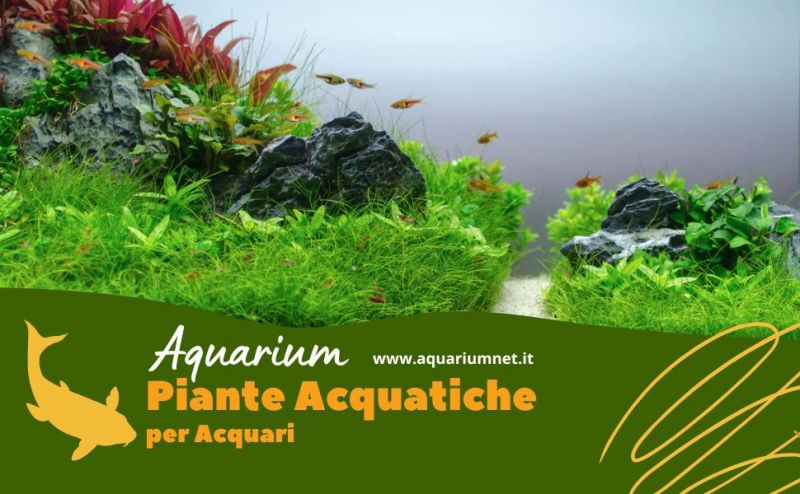 vendita piante acquatiche per acquari a corridonia