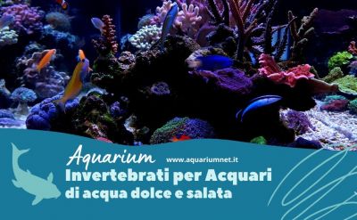 vendita invertebrati per acquari a corridonia