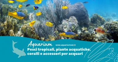 vendita animali acquatici a corridonia