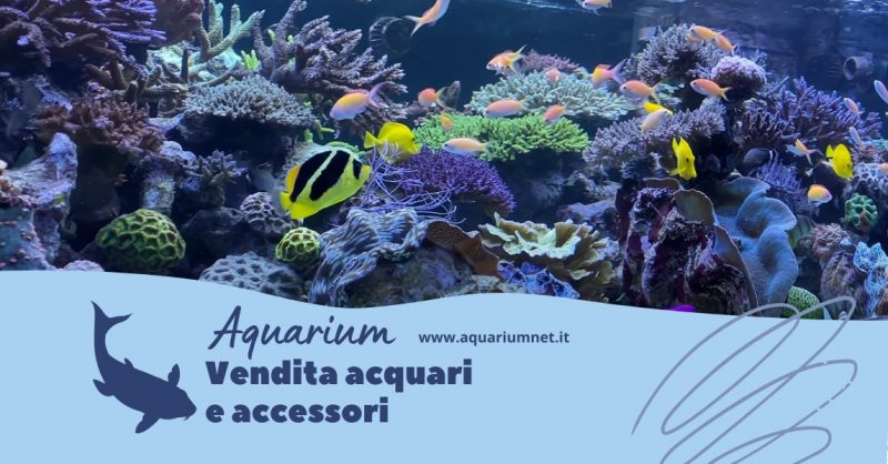 vendita acquari a corridonia